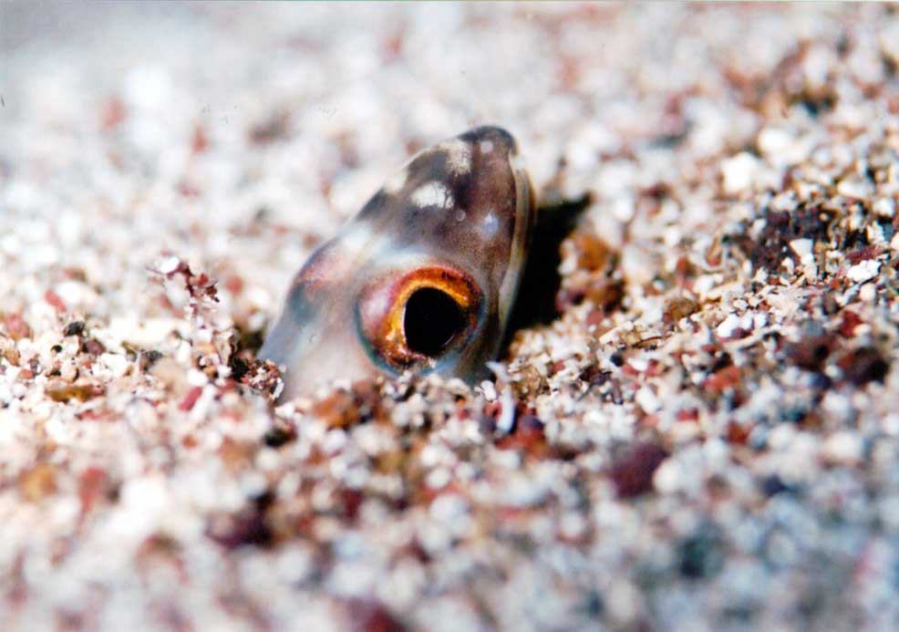 �n�i�A�i�S