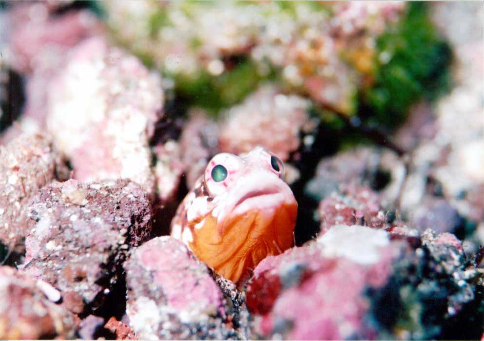 �W���[�t�B�V��