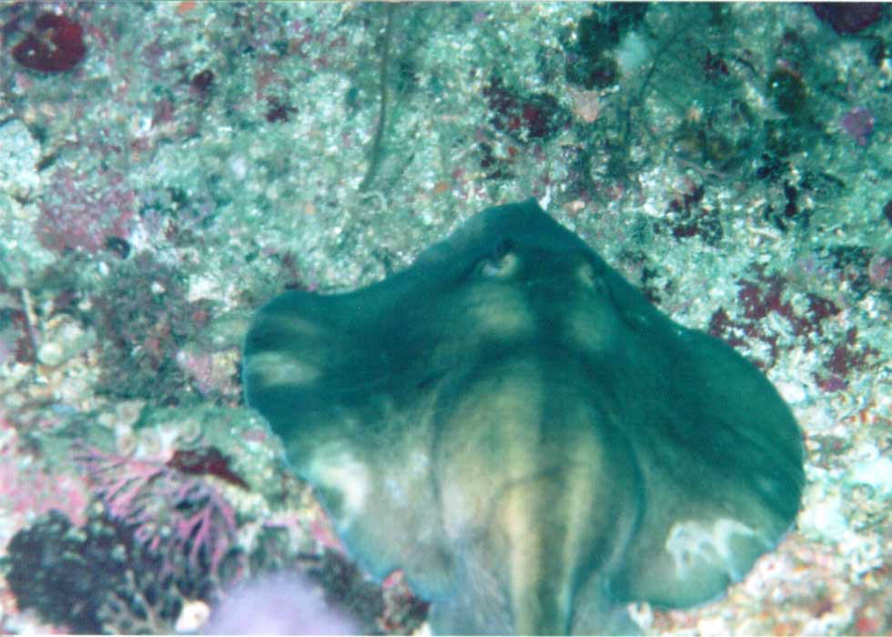 �q���^�G�C