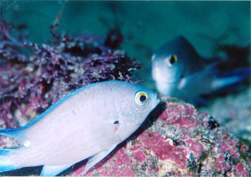 �}�c�o�X�Y���_�C