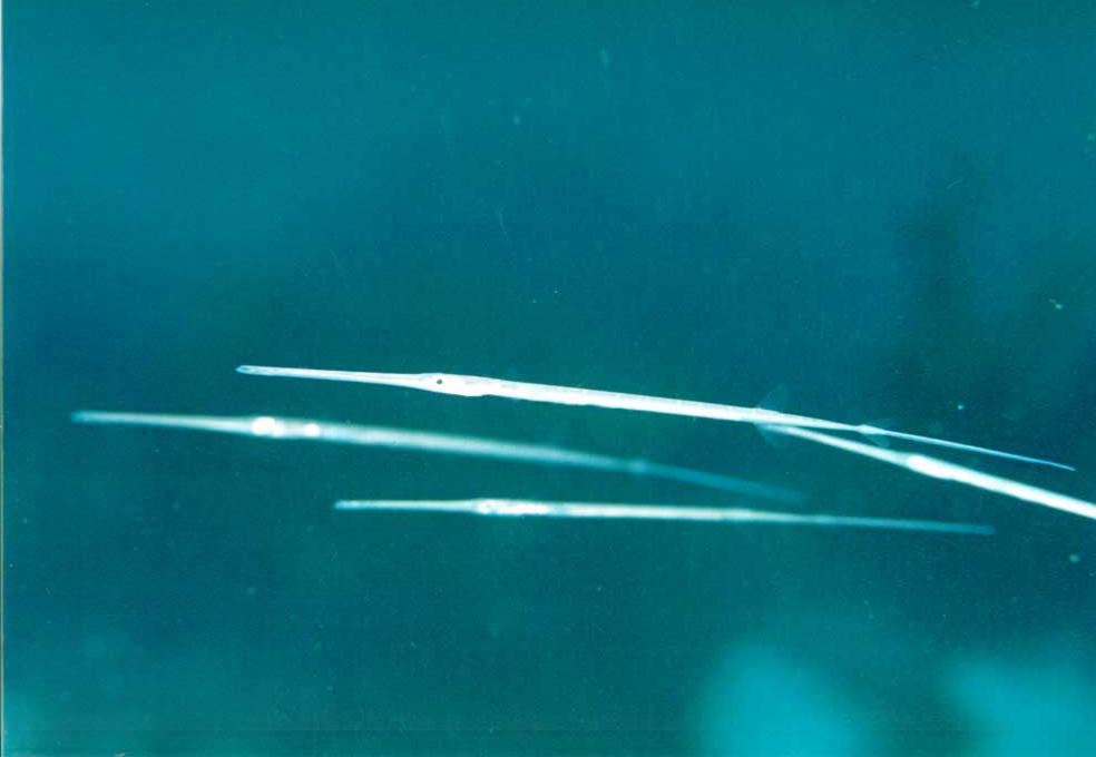 �A�I���K��