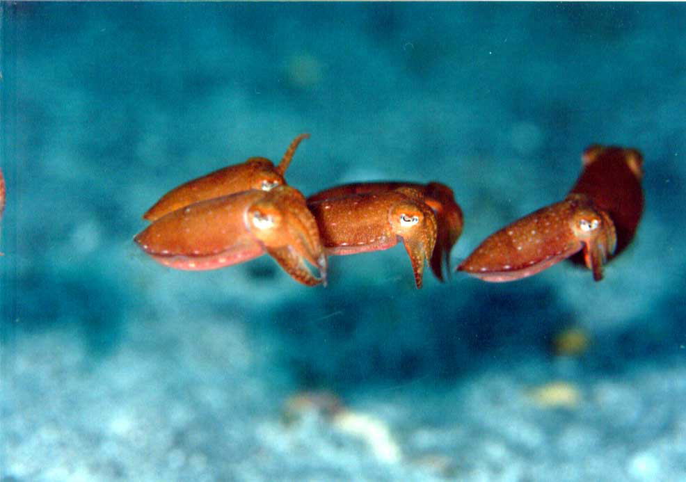 �{�E�Y�R�E�C�J