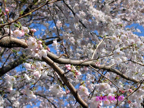 TCNOH 2005/04/07