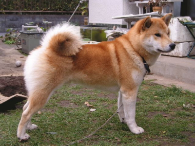 2006,12,12[��]�z�X�����͋������p�B���ꂼ�Č��I